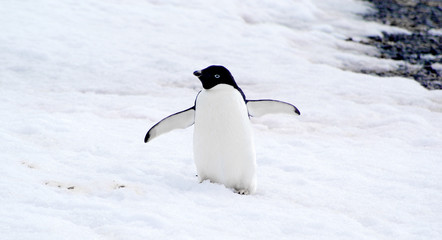 Obraz premium wild penguin on snow