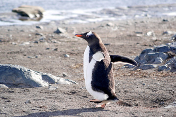 Naklejka premium Wild penguins resting by the sea coast