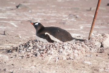 Wild penguins resting by the sea coast