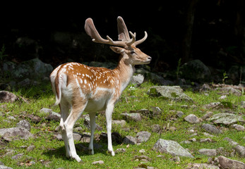 Fallow deer standing in the forest in spring in Canada