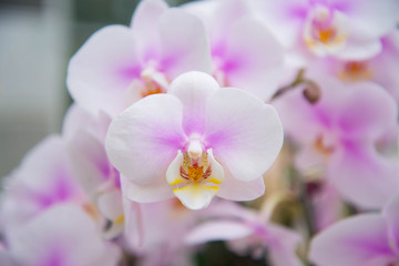 Fototapeta na wymiar Garden of purple orchids