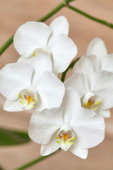Blooming white orchid on wooden background