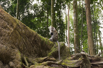 Long tail monkey seating on buttress root surrounded by green forest and sunlight effect