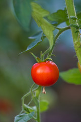 fresh ripe tomatoes on a branch in greenhouse