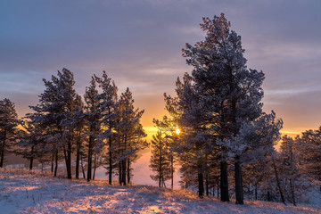 Trees illuminated by the setting sun