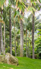 Palm forest