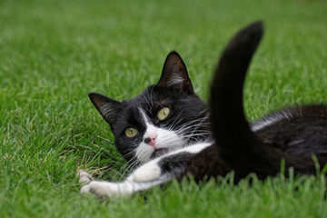Naklejka na ściany i meble Junge Katze spielt im Gras