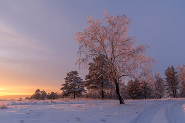 Trees illuminated by the setting sun