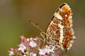 Landkärtchen am Dost