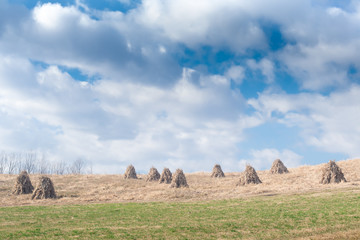 Haystacks straw left in agricultural field after harvesting whea