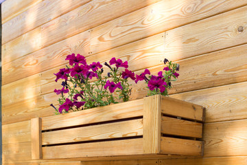 Fototapeta na wymiar Wooden crates with flowers hanging on the facade of the building
