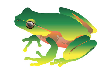 frog vector toad green small illustration zoo