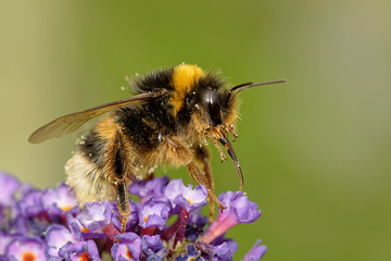 Hummel auf Schmetterlingsflieder