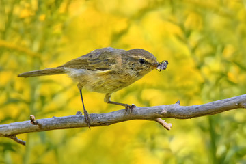 Zilpzalp frisst eine Fliege