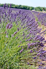 Fototapeta premium Lavender field