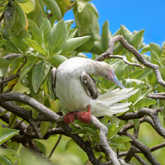 Red-footed Booby, Sula sula, exotic bird in French Polynesia