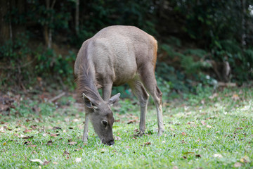 deer eating grass in forest