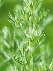 Fresh leaves on a branch artemisia absinthium (absinthe wormwood). Common wormwood on a green background