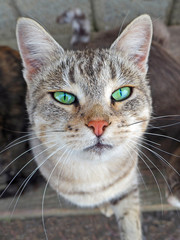 Portrait of a gray beige cat with green eyes