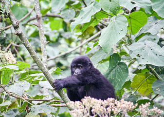 Baby mountain gorilla in the wild 