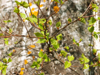 Spring shoots on trees, birch in sunshine