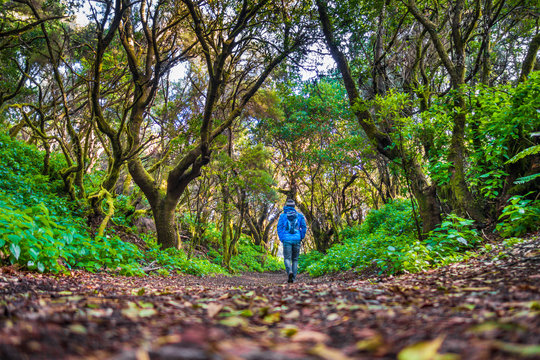 Fototapeta Man hiking in mystic forest, El Hierro, Canary Islands, Spain