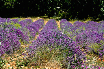 Obraz na płótnie Canvas Lavender field