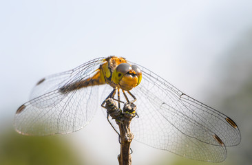 Porträt einer Heidelibelle
