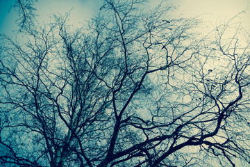 Tree Branches without Leaves Retro