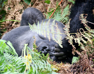 Mountain gorilla silverback © Katja