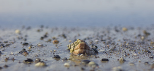 Seashell on beach Close-up. Marine background.