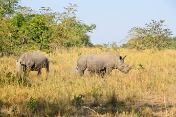 Naklejka premium Rhinoceros family