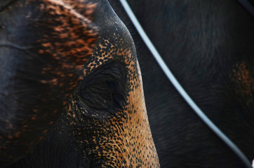 elephant eyes, elephant face