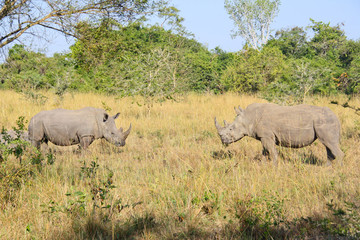 Fototapeta premium Rrhinoceros