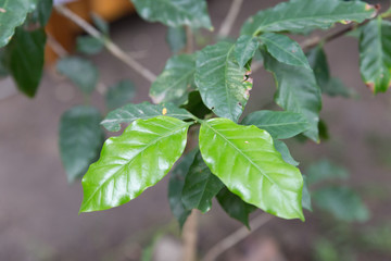 leaves of coffee tree, cafe plantation