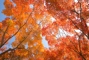 autumn leaves kyoto, Japan