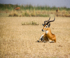Antelope 