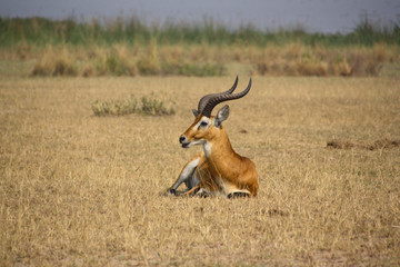 Naklejka na ściany i meble Antelope resting