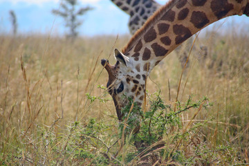 Giraffe grazing 