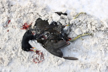 Dead bird in the snow
