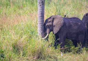 Elephant by the tree