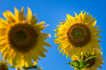 Summer Sunflower