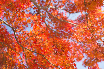 autumn leaves kyoto, Japan