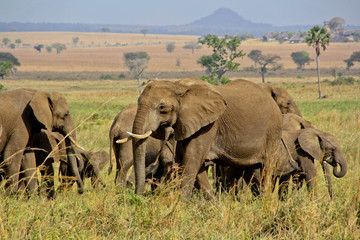 Fototapeta premium Elephant herd