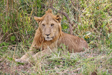 Lion resting