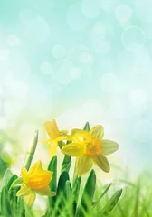 Keuken foto achterwand Narcis Narcissen in lentegras