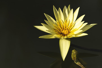 beautiful yellow lotus flower on deep blue water surface