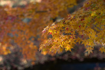 autumn leaves kyoto, Japan