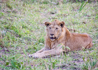 Lion resting