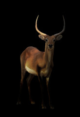 male red lechwe in the dark